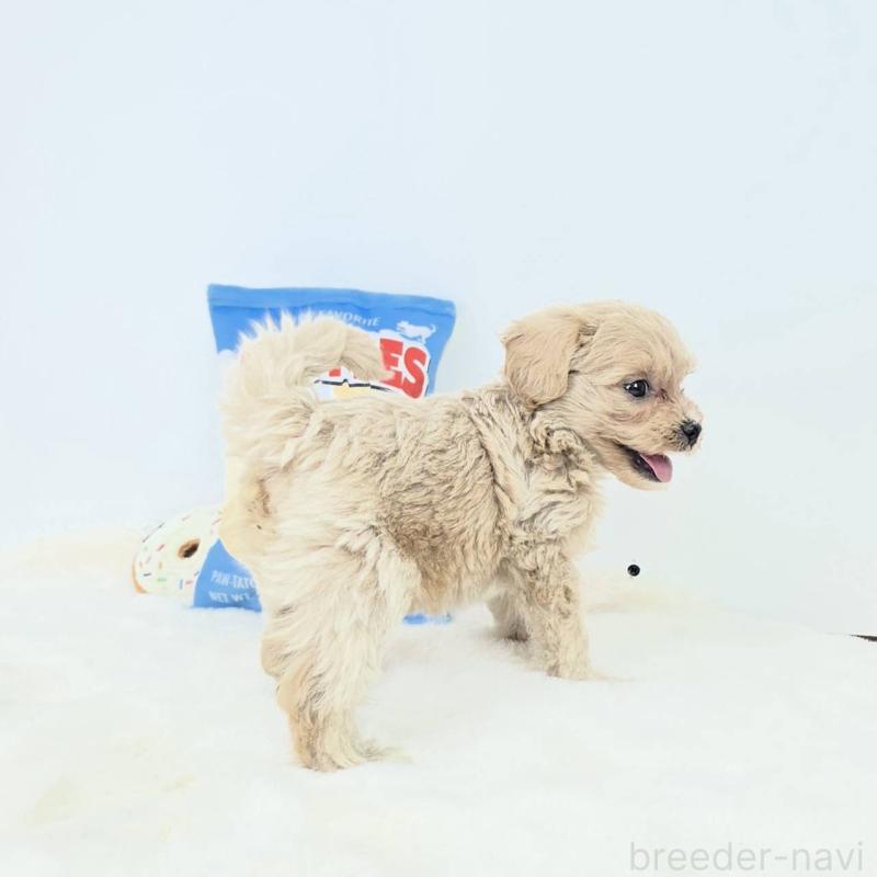 販売中の茨城県のミックス犬-411509の2枚目