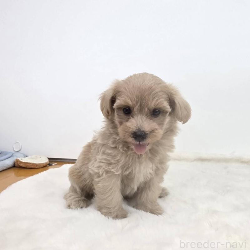 販売中の茨城県のミックス犬-411510の5枚目