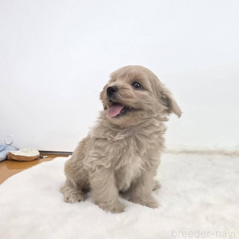 販売中の茨城県のミックス犬-411510の4枚目