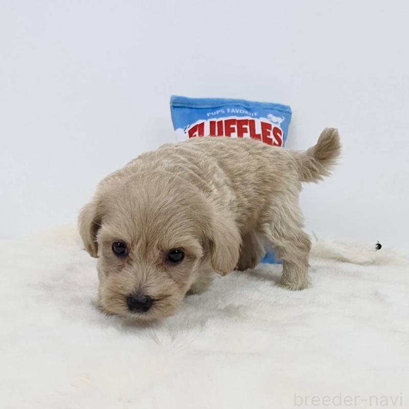 販売中の茨城県のミックス犬-411510の1枚目