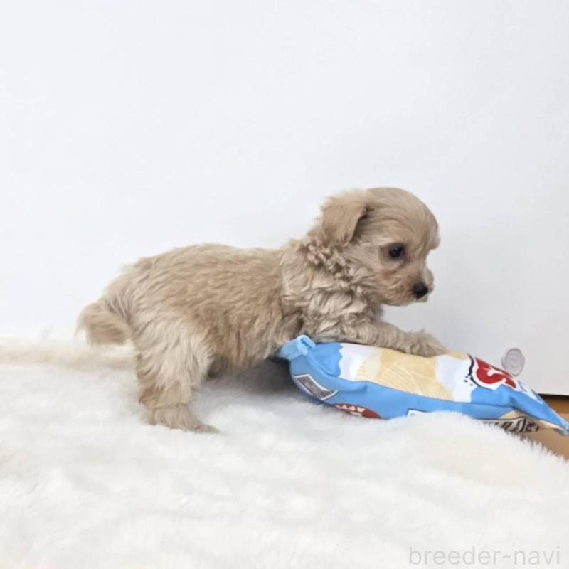販売中の茨城県のミックス犬-411510の3枚目