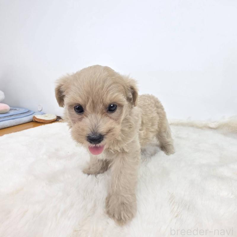 販売中の茨城県のミックス犬-411510の2枚目