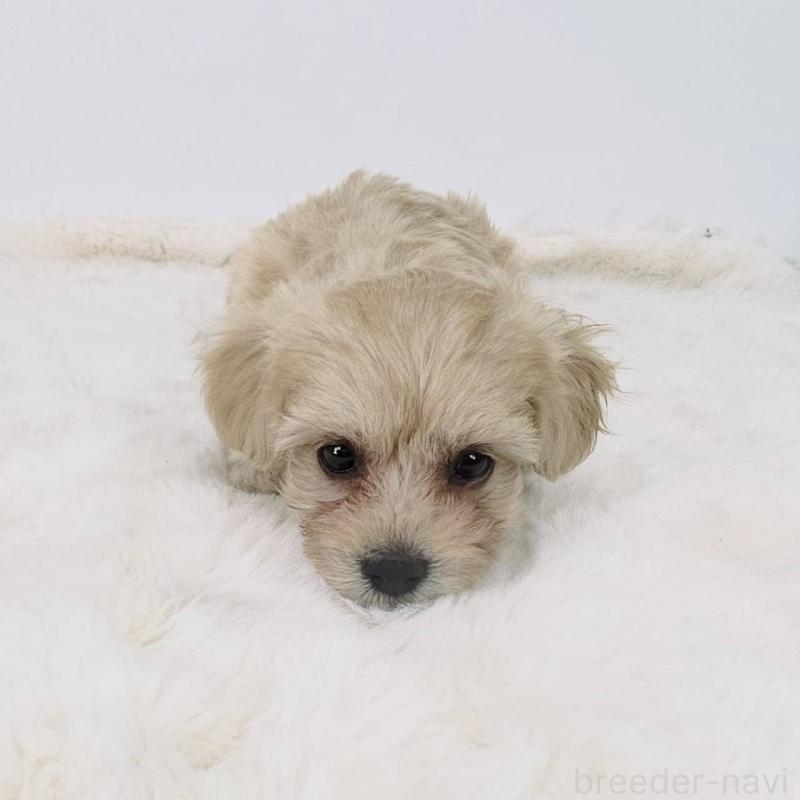 販売中の茨城県のミックス犬-411511の1枚目