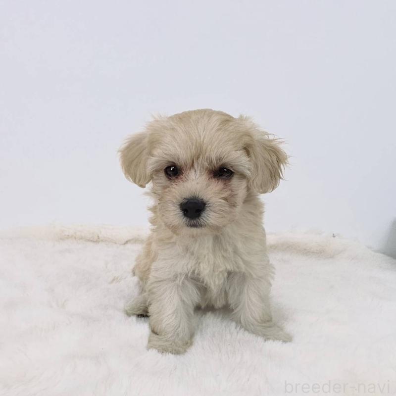 販売中の茨城県のミックス犬-411511の5枚目