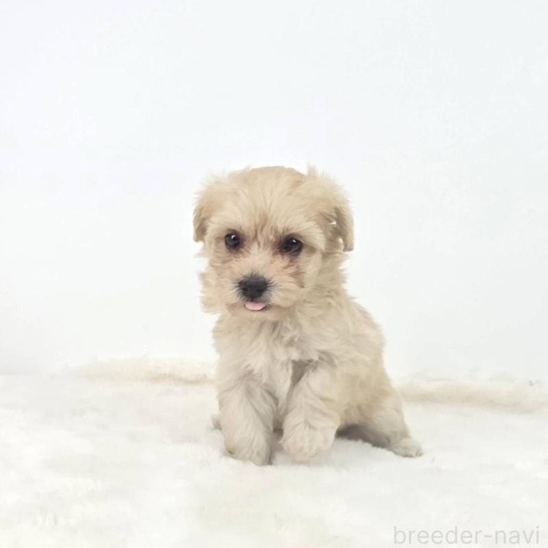 販売中の茨城県のミックス犬-411511の4枚目