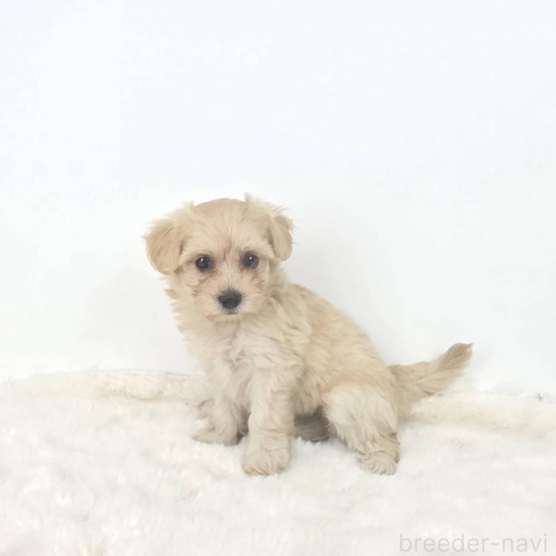 販売中の茨城県のミックス犬-411511の3枚目