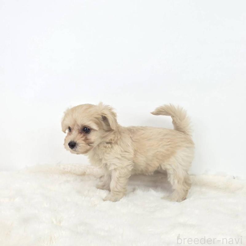 販売中の茨城県のミックス犬-411511の2枚目