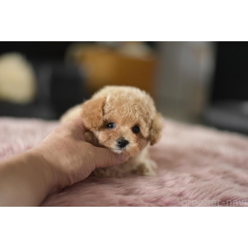 成約済の茨城県のティーカッププードル-409456の6枚目