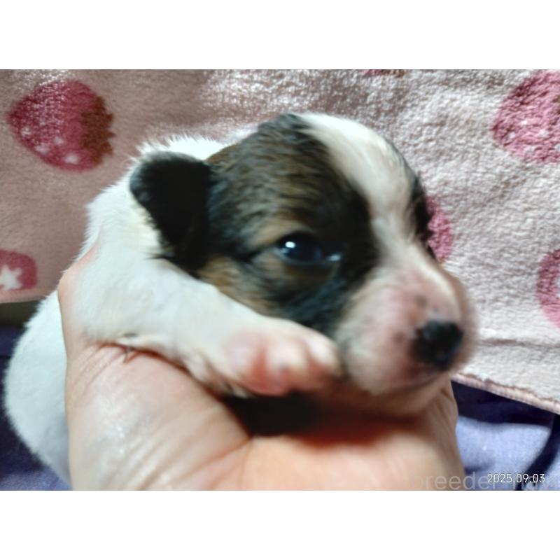 販売中の千葉県のパピヨン-411515の8枚目