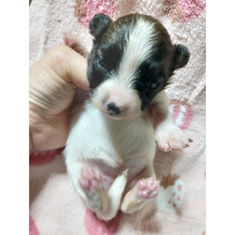 販売中の千葉県のパピヨン-411517の9枚目