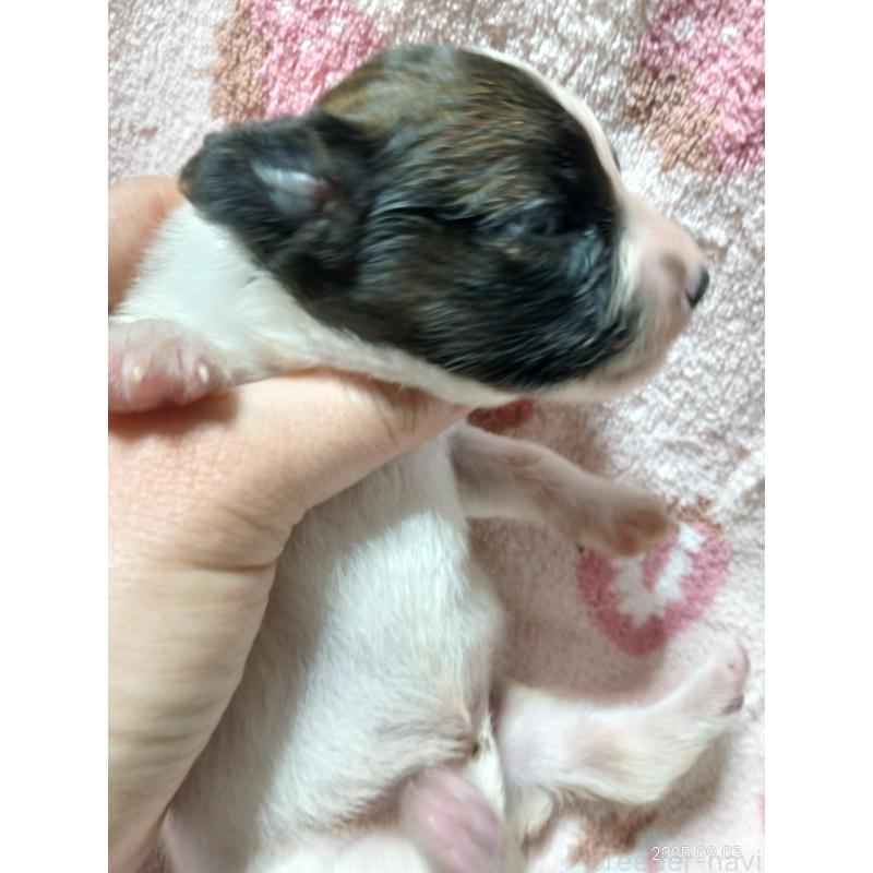 販売中の千葉県のパピヨン-411517の8枚目
