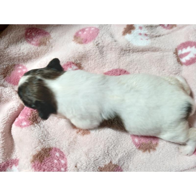 販売中の千葉県のパピヨン-411517の2枚目