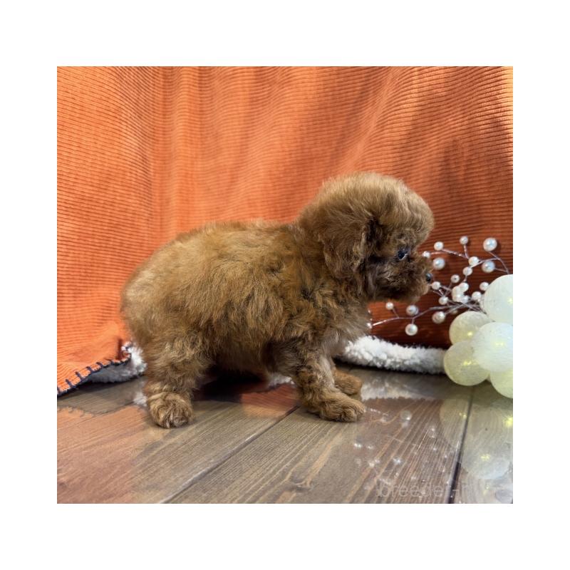 販売中の茨城県のトイプードル-411528の3枚目