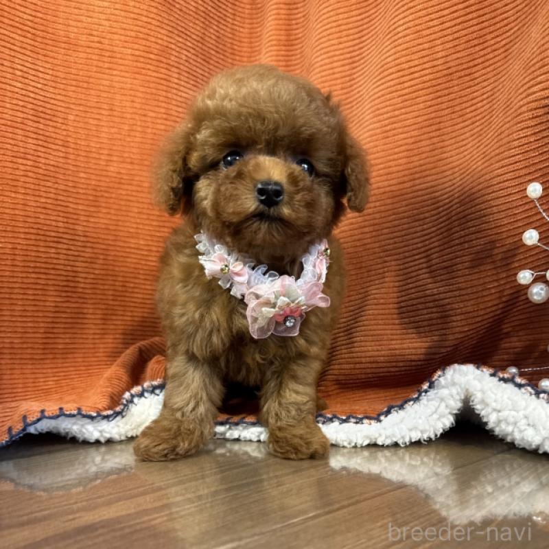 販売中の茨城県のトイプードル-411528の1枚目