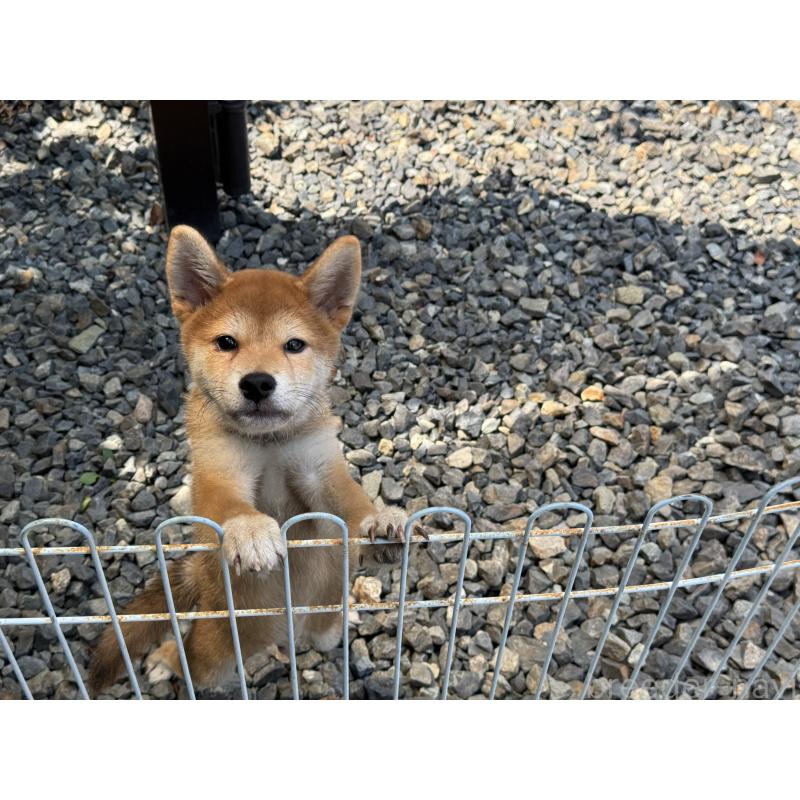 販売中の岡山県の柴犬-403108の3枚目