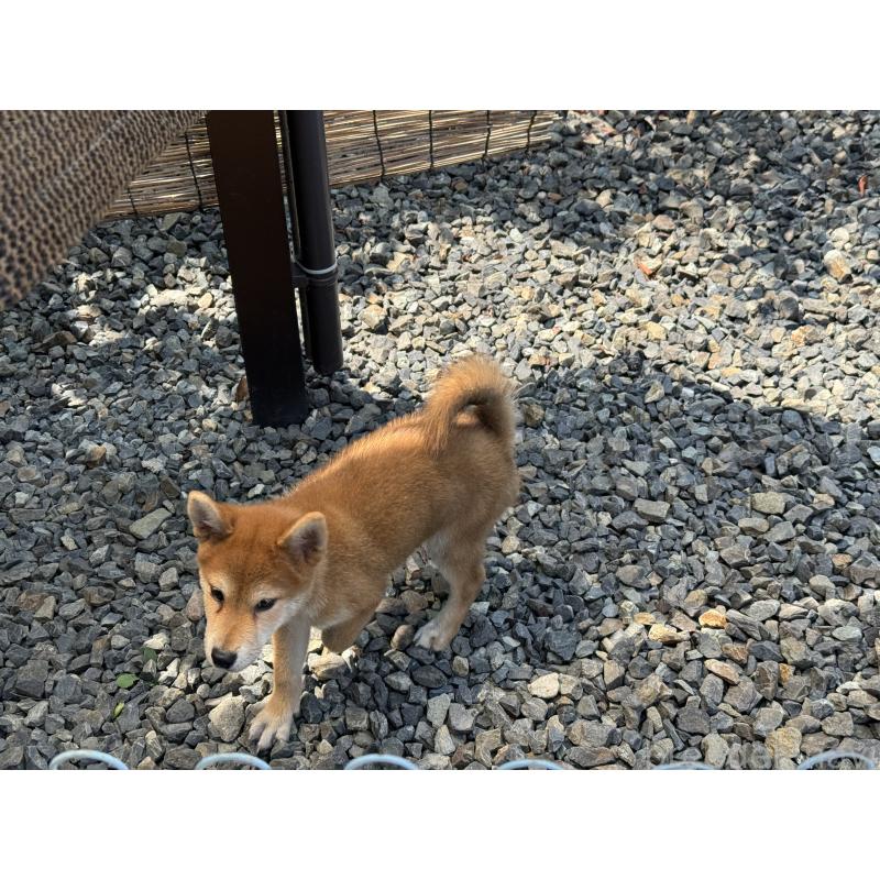 販売中の岡山県の柴犬-403108の2枚目