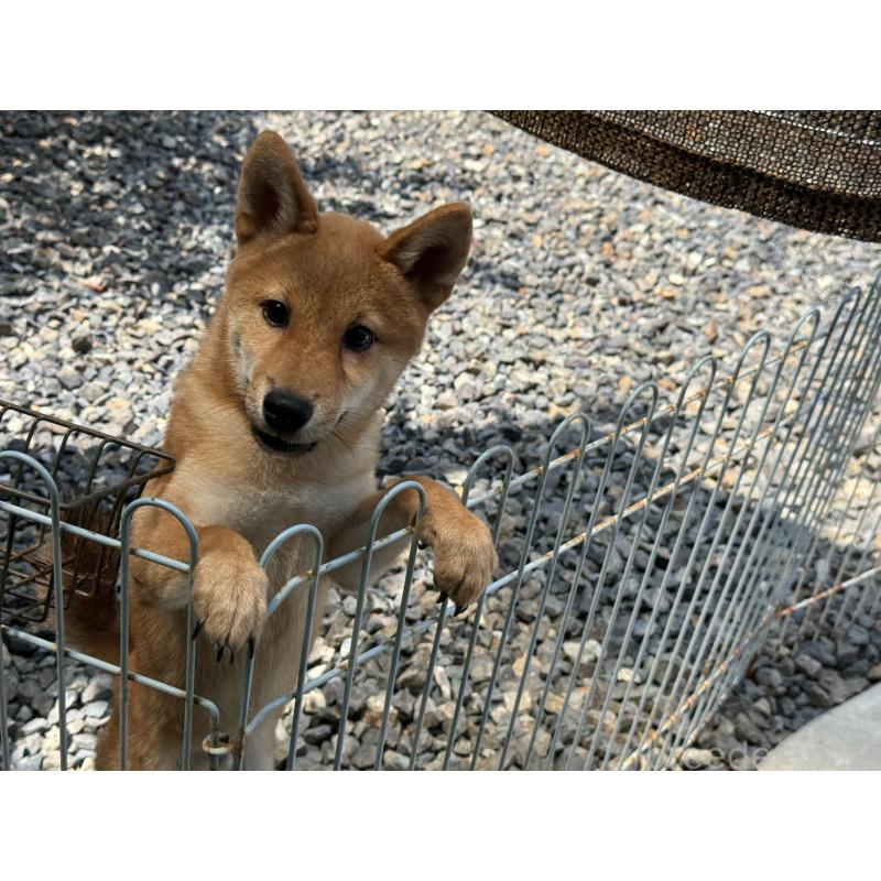 販売中の岡山県の柴犬-386668の3枚目