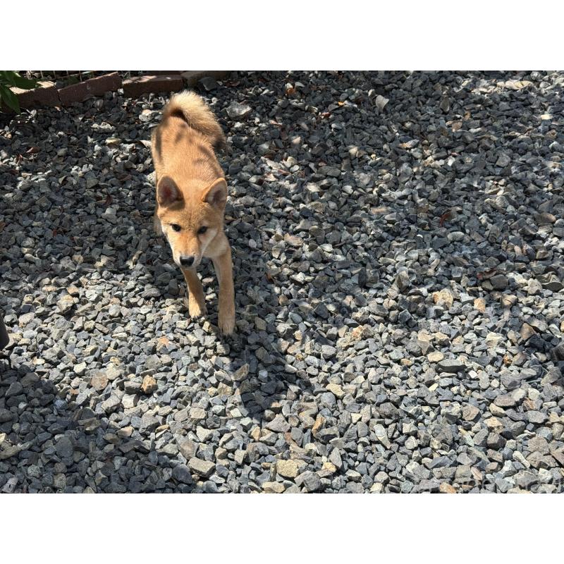 販売中の岡山県の柴犬-386668の2枚目