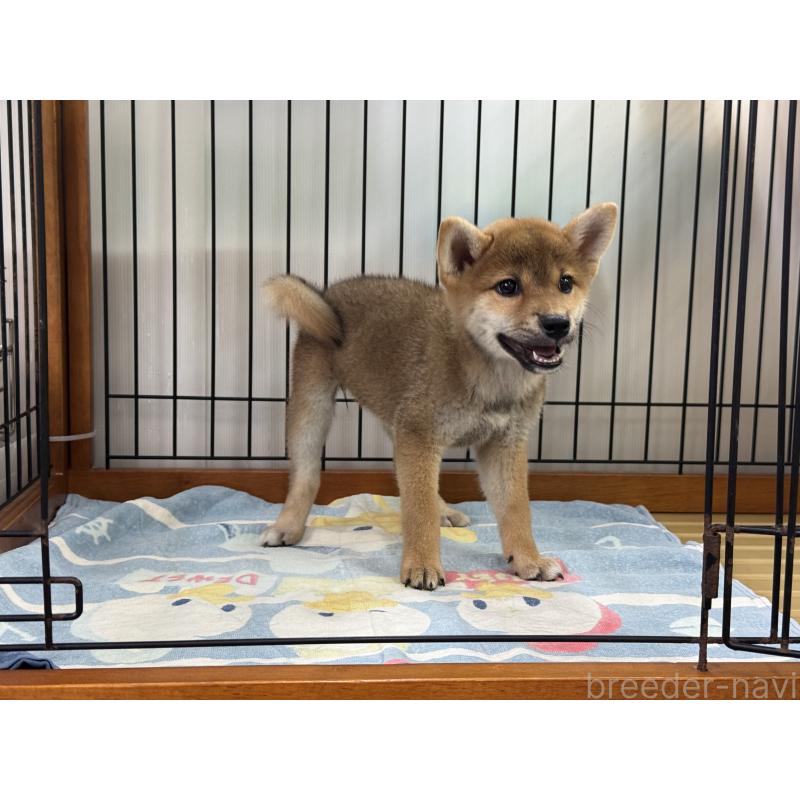販売中の岡山県の柴犬-401129の3枚目