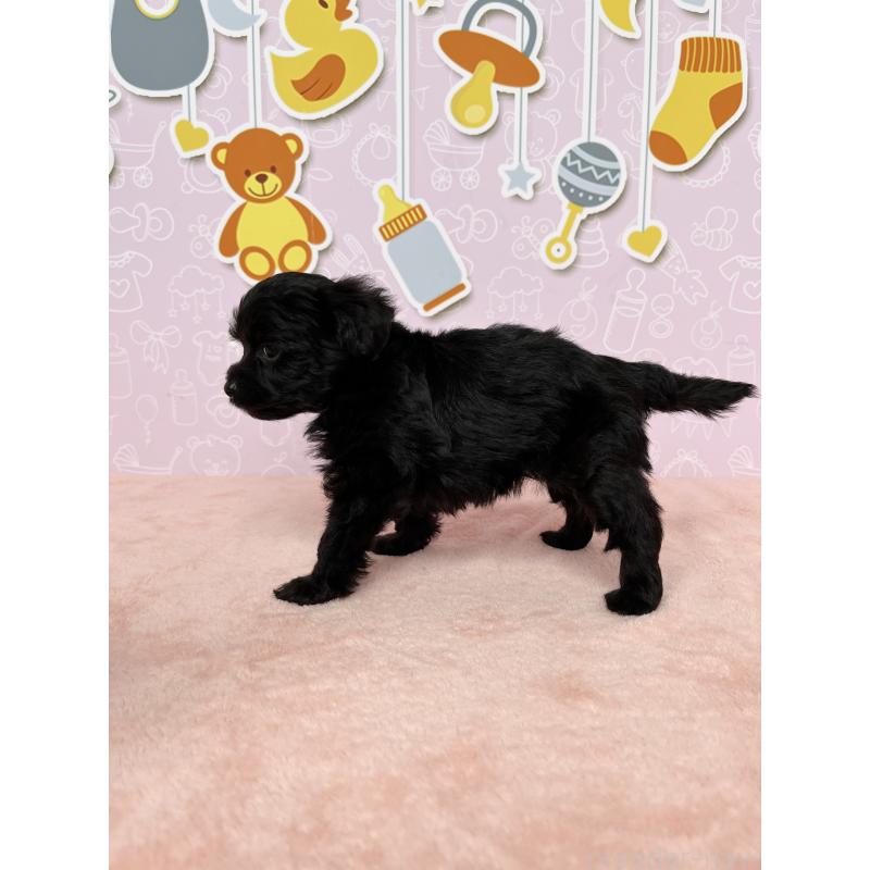 成約済の東京都のヨープー:ヨークシャーテリア×トイプードル-410584の3枚目