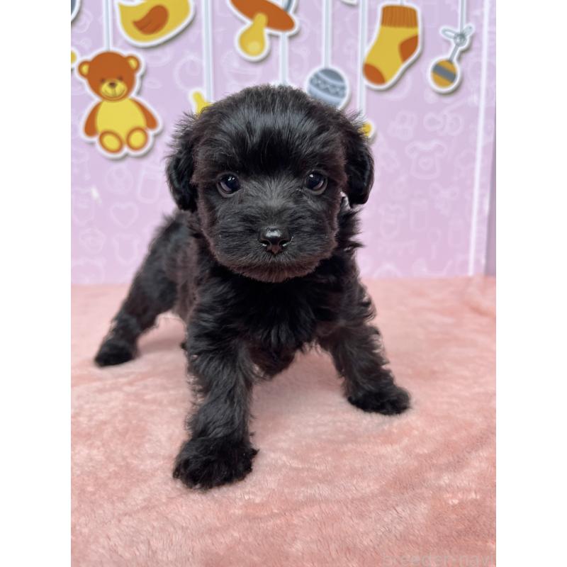 成約済の東京都のヨープー:ヨークシャーテリア×トイプードル-410584の2枚目