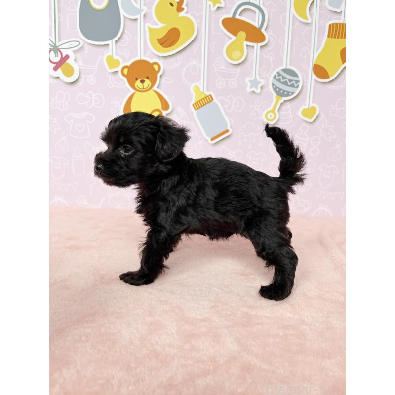 成約済の東京都のヨープー:ヨークシャーテリア×トイプードル-410572の4枚目