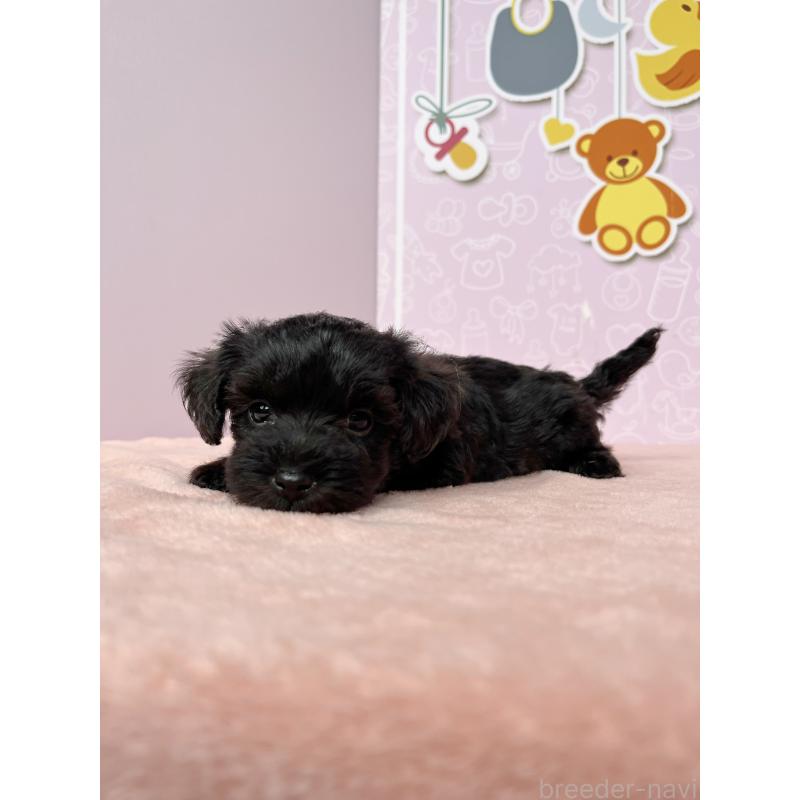 成約済の東京都のヨープー:ヨークシャーテリア×トイプードル-410572の3枚目