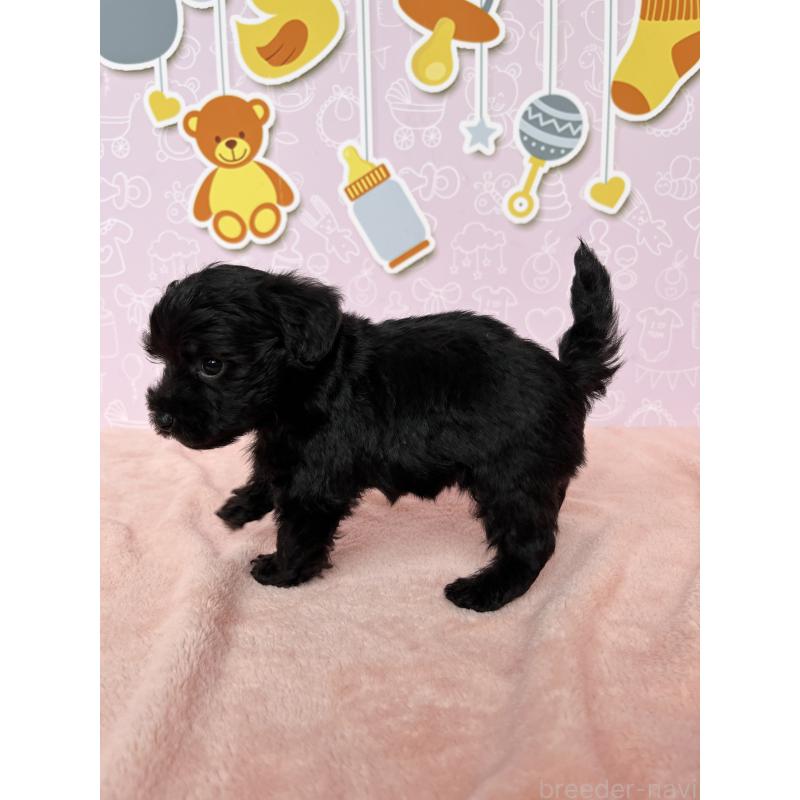 成約済の東京都のヨープー:ヨークシャーテリア×トイプードル-410560の3枚目