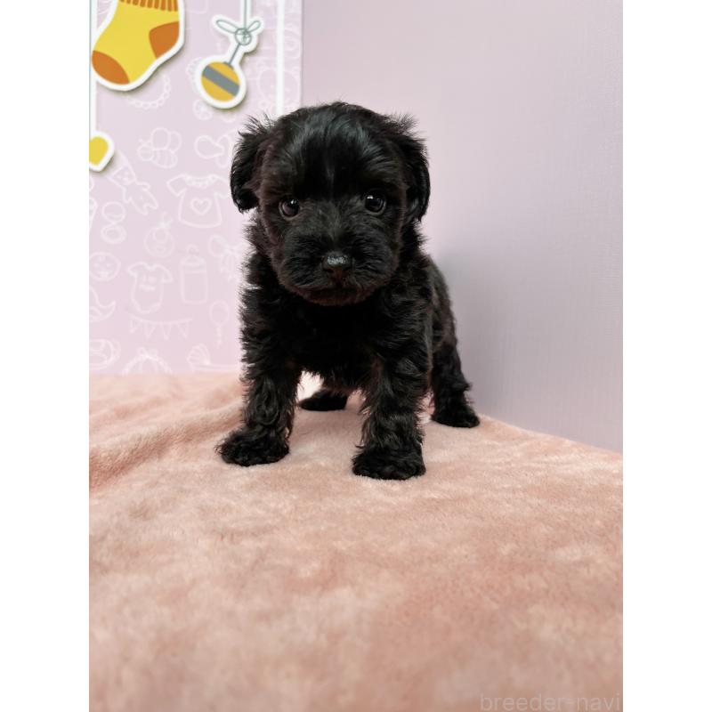 成約済の東京都のヨープー:ヨークシャーテリア×トイプードル-410560の2枚目