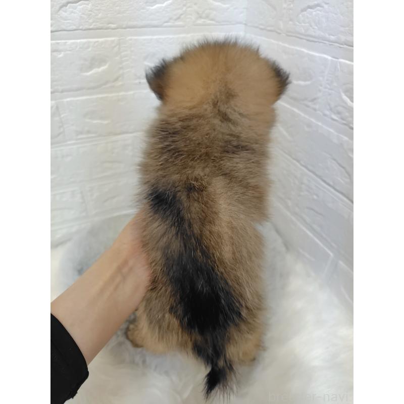 商談中の岡山県のポメラニアン-411542の4枚目