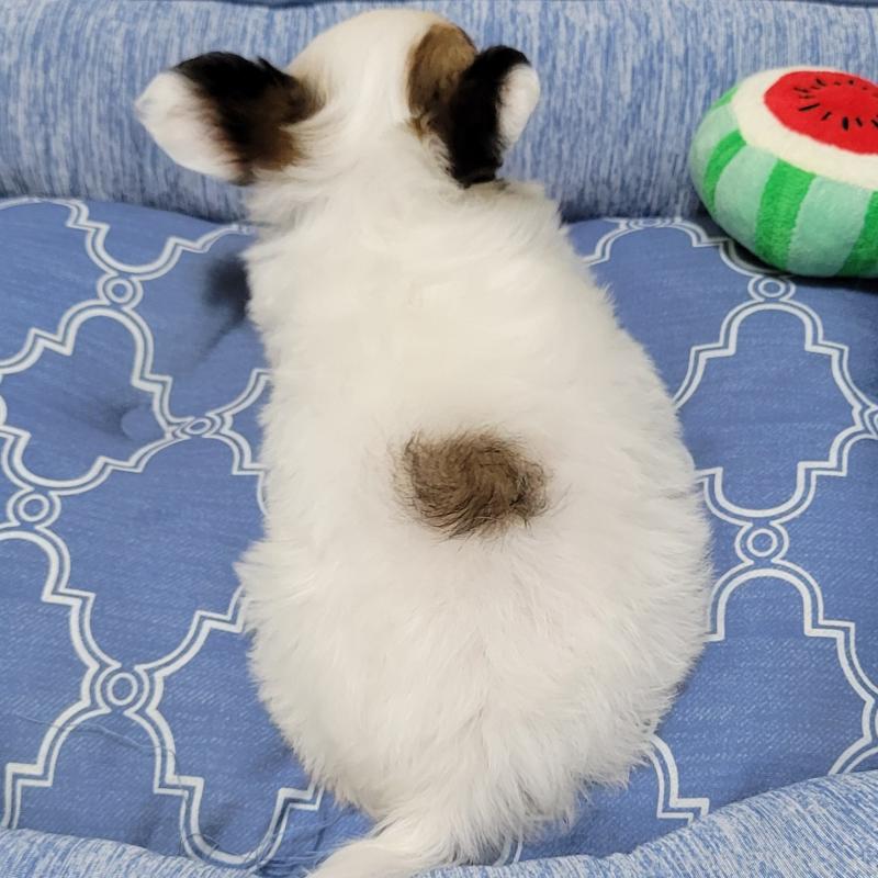 販売中の埼玉県のパピヨン-411569の2枚目
