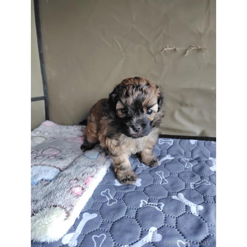 販売中の岡山県のミックス犬-411572の11枚目