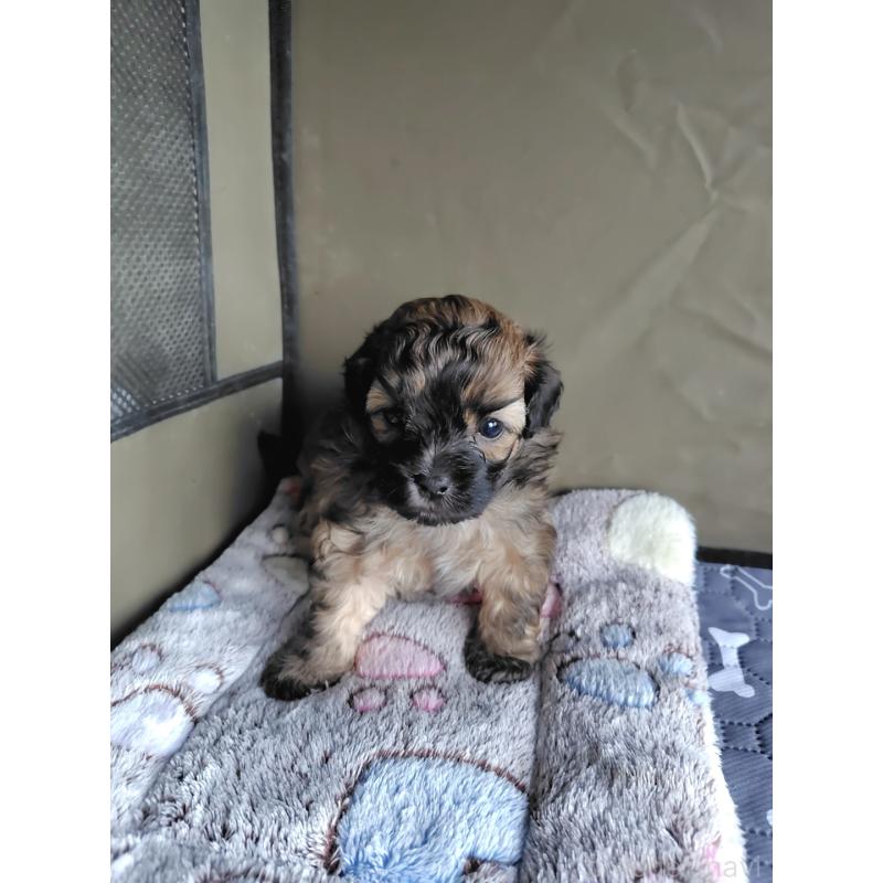 販売中の岡山県のミックス犬-411572の10枚目