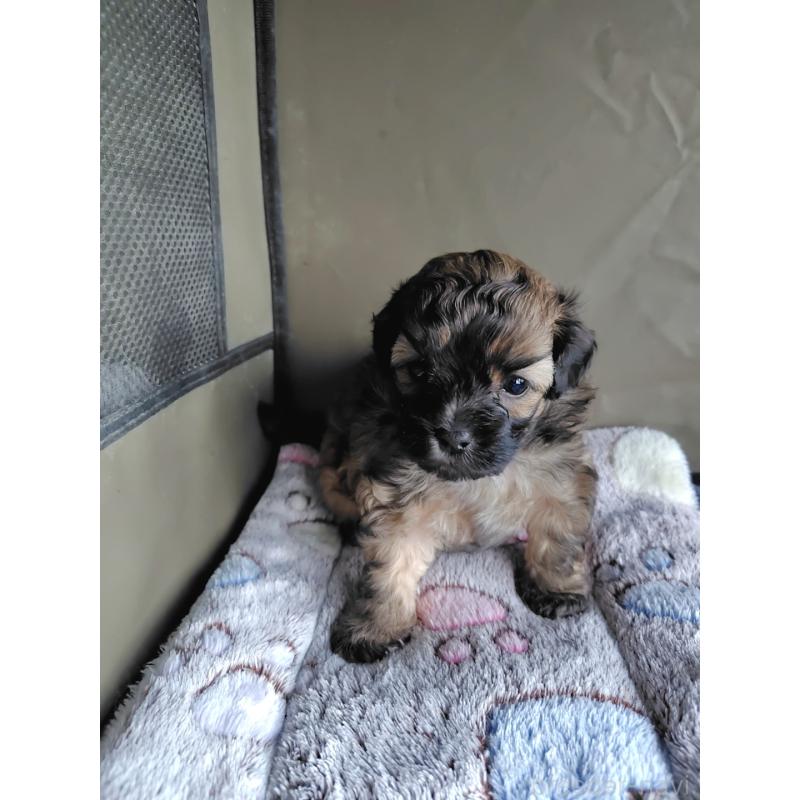 販売中の岡山県のミックス犬-411572の9枚目