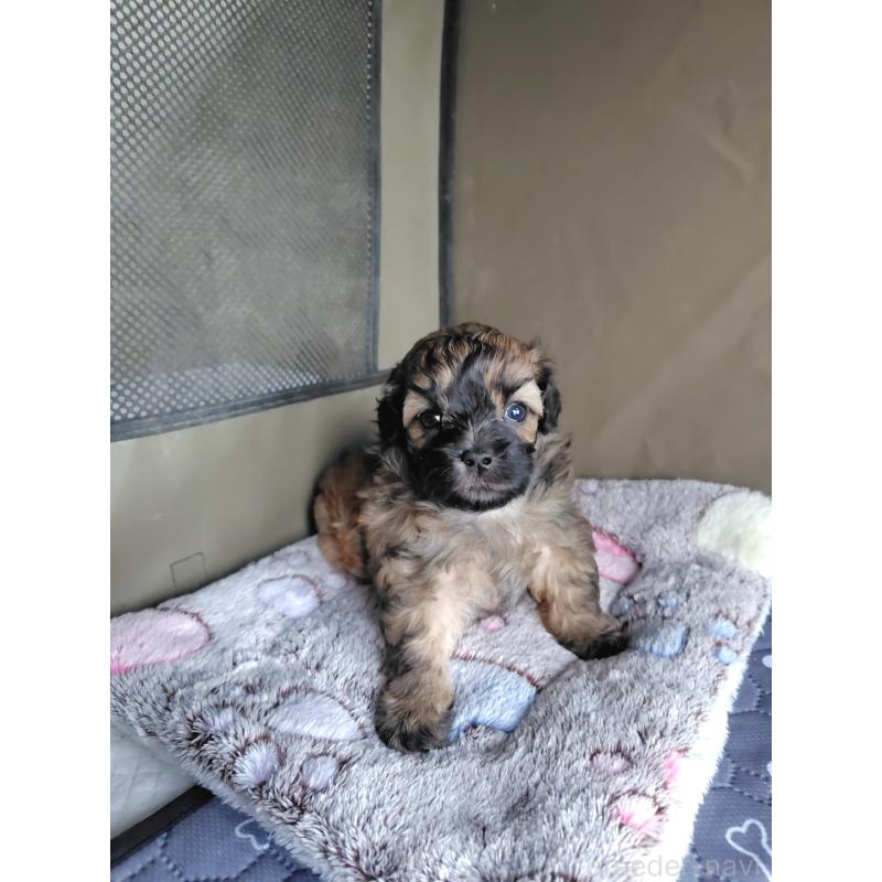 販売中の岡山県のミックス犬-411572の8枚目