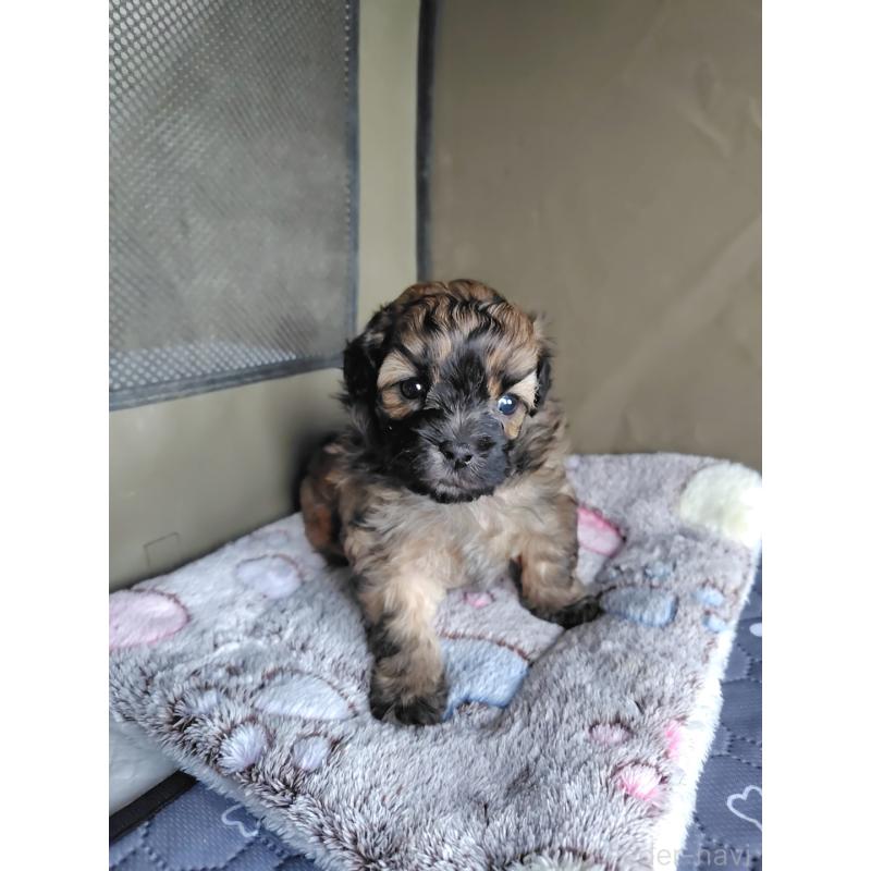 販売中の岡山県のミックス犬-411572の7枚目
