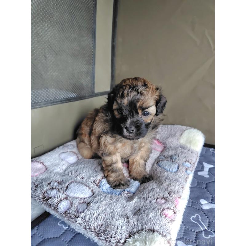 販売中の岡山県のミックス犬-411572の6枚目