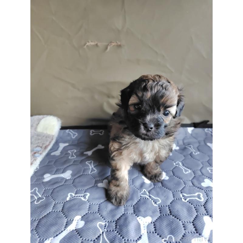 販売中の岡山県のミックス犬-411572の5枚目