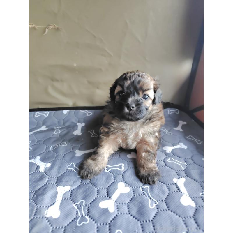 販売中の岡山県のミックス犬-411572の4枚目