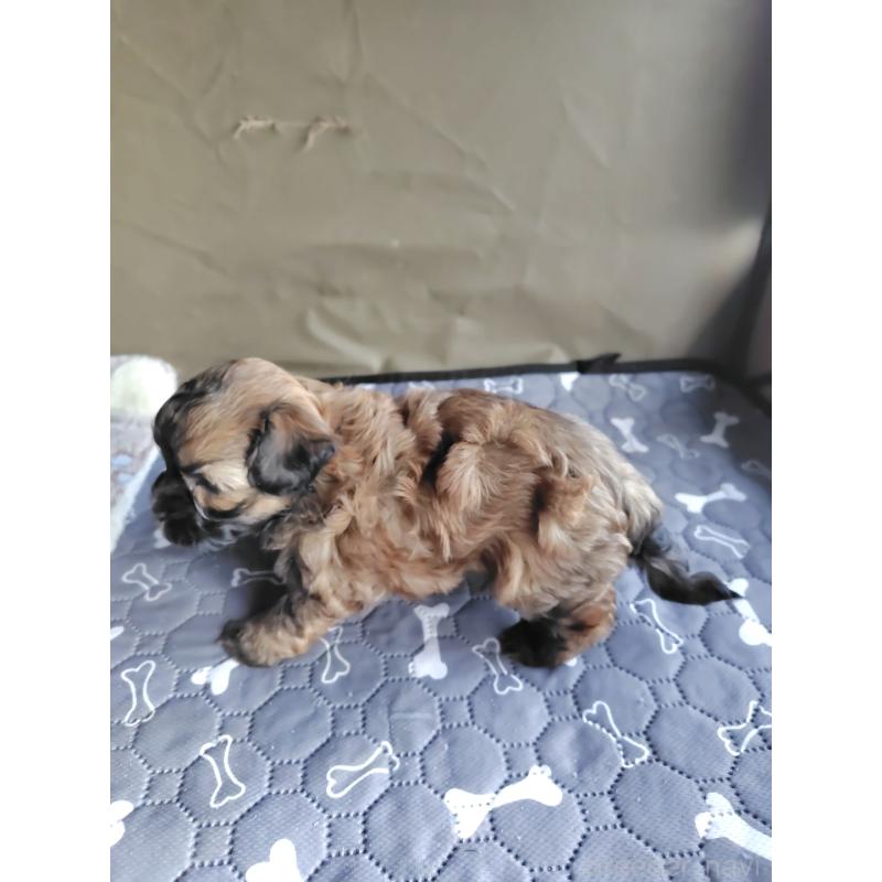 販売中の岡山県のミックス犬-411572の2枚目