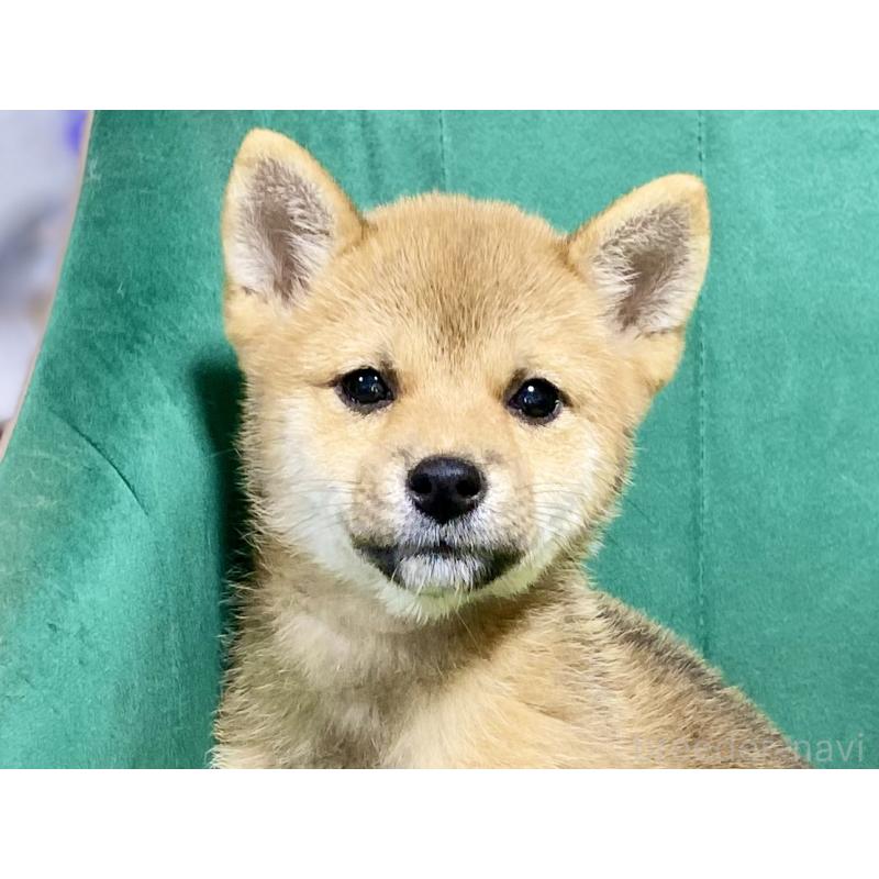 商談中の茨城県の豆柴-407038の3枚目