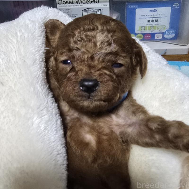 販売中の岡山県のトイプードル-411589の1枚目