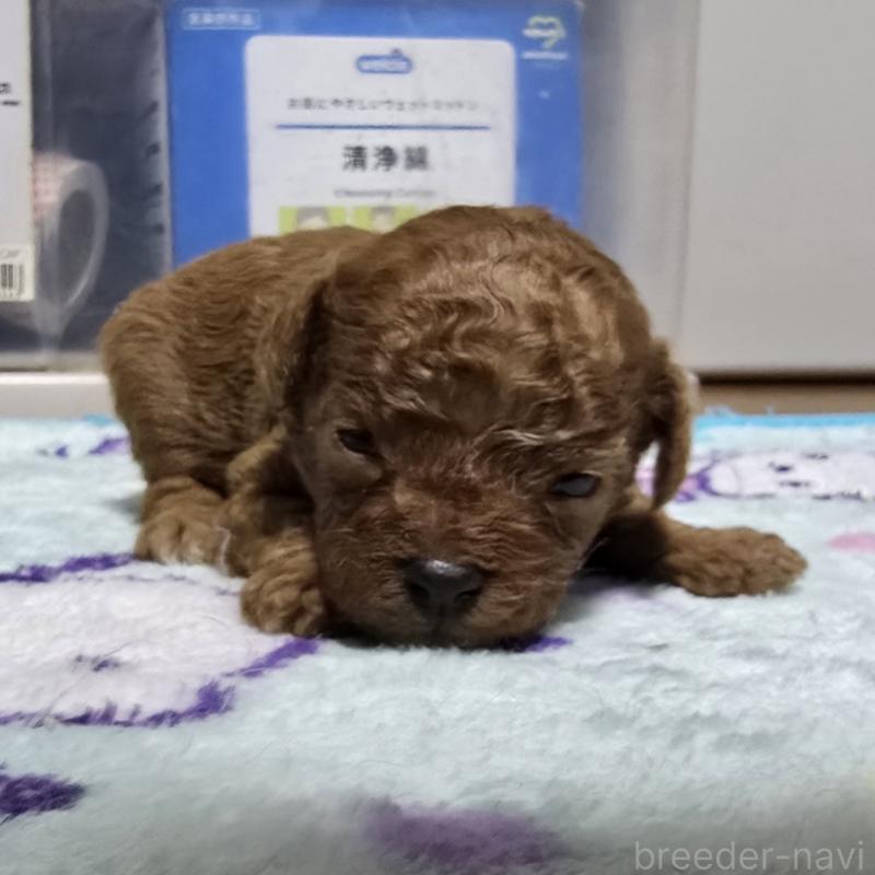 販売中の岡山県のトイプードル-411589の5枚目