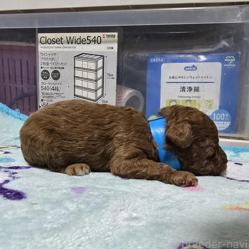 販売中の岡山県のトイプードル-411589の4枚目