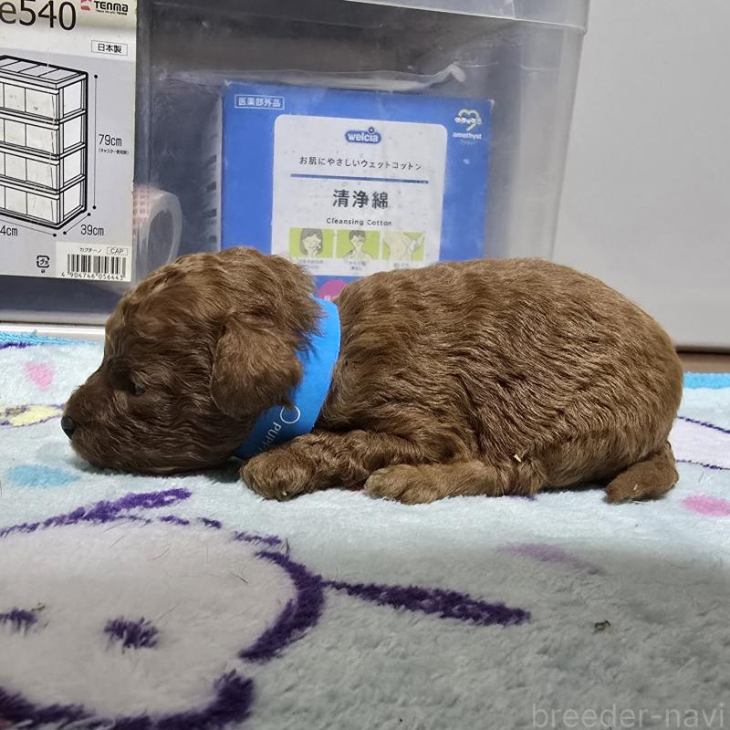 販売中の岡山県のトイプードル-411589の3枚目