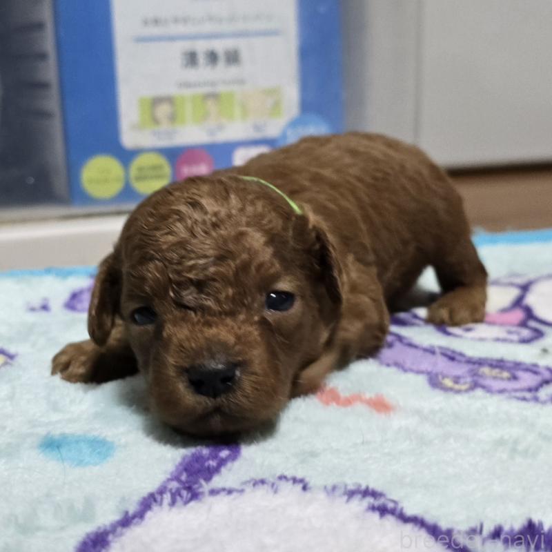 販売中の岡山県のトイプードル-411590の5枚目