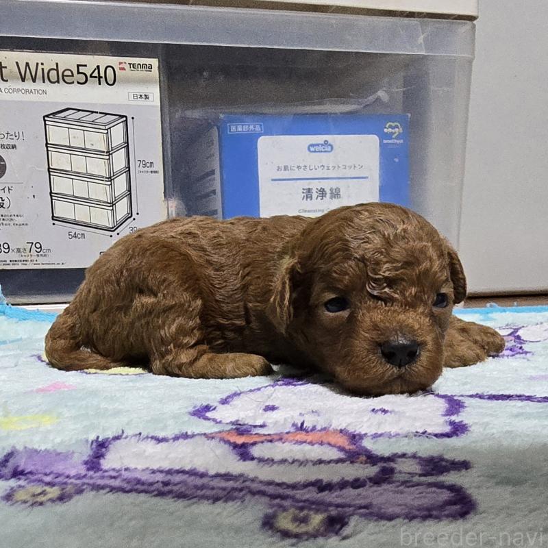 販売中の岡山県のトイプードル-411590の4枚目