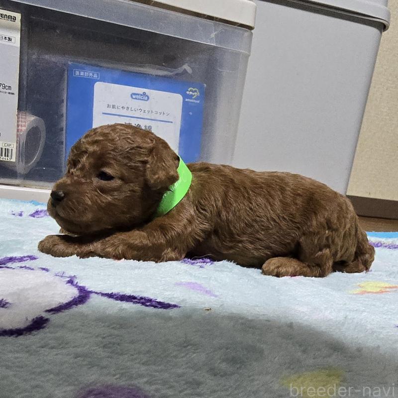 販売中の岡山県のトイプードル-411590の3枚目