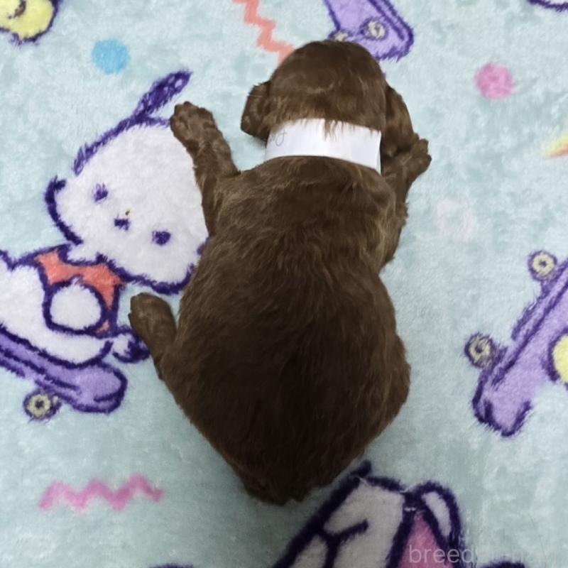 販売中の岡山県のトイプードル-411592の2枚目