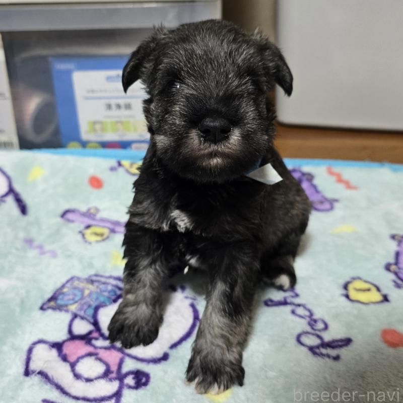 成約済の岡山県のミニチュアシュナウザー-408660の13枚目